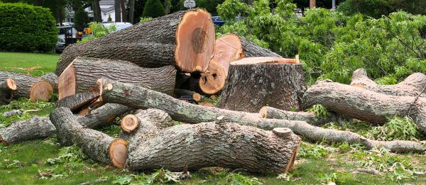 Large Tree Removal in Owasso