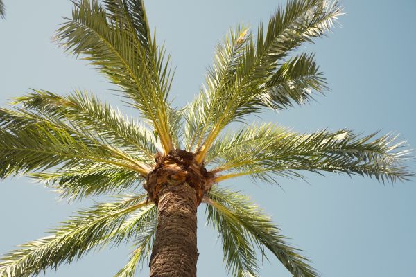 Palm Tree Removal in Owasso