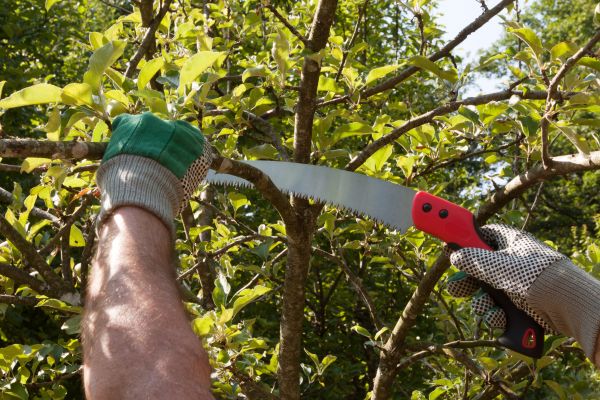 Small Tree Removal in Owasso