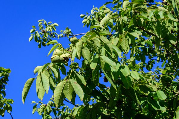Walnut Tree Removal in Owasso