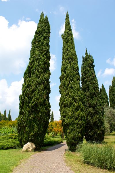 Cypress Tree Removal in Owasso