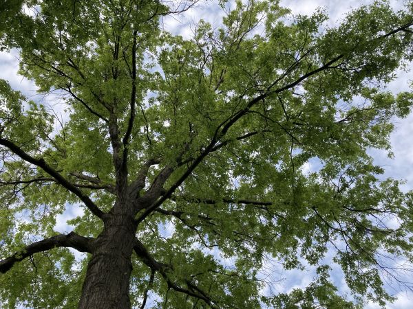 Oak Tree Removal in Owasso