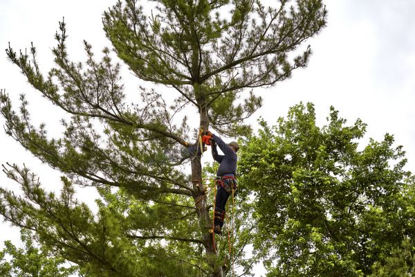 Pine Tree Removal in Owasso