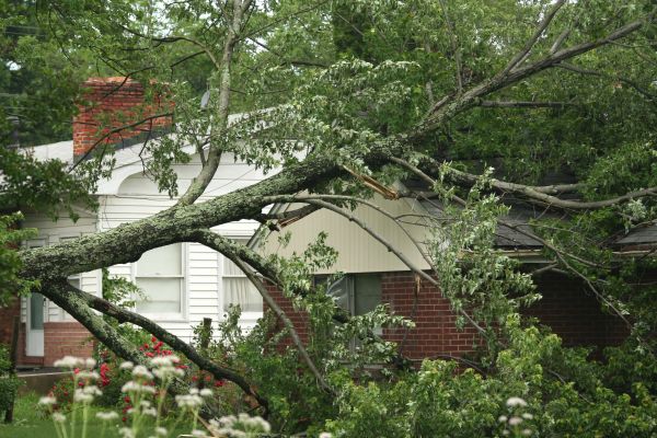 Emergency Tree Removal in Owasso