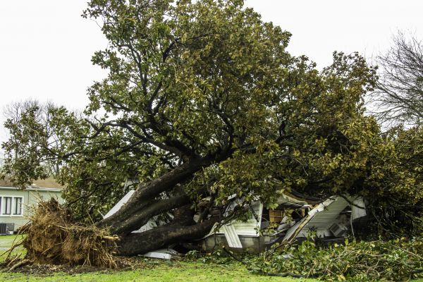 Fallen Tree Removal in Owasso