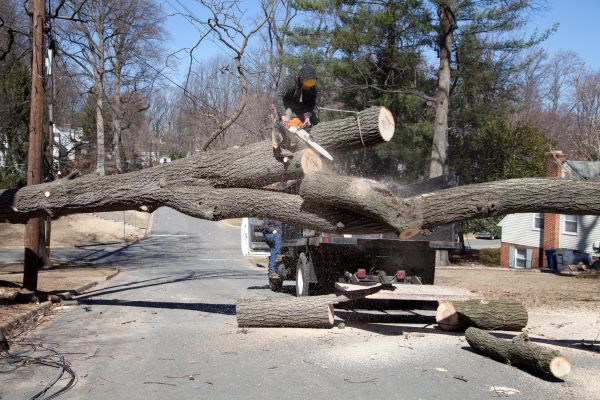Residential Tree Removal in Owasso