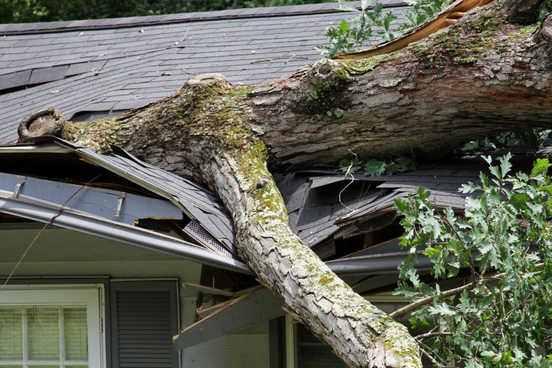 Fallen Tree on a Residential Property
