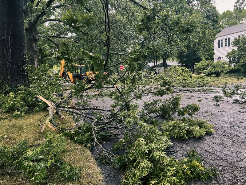 Fallen Tree Clearance