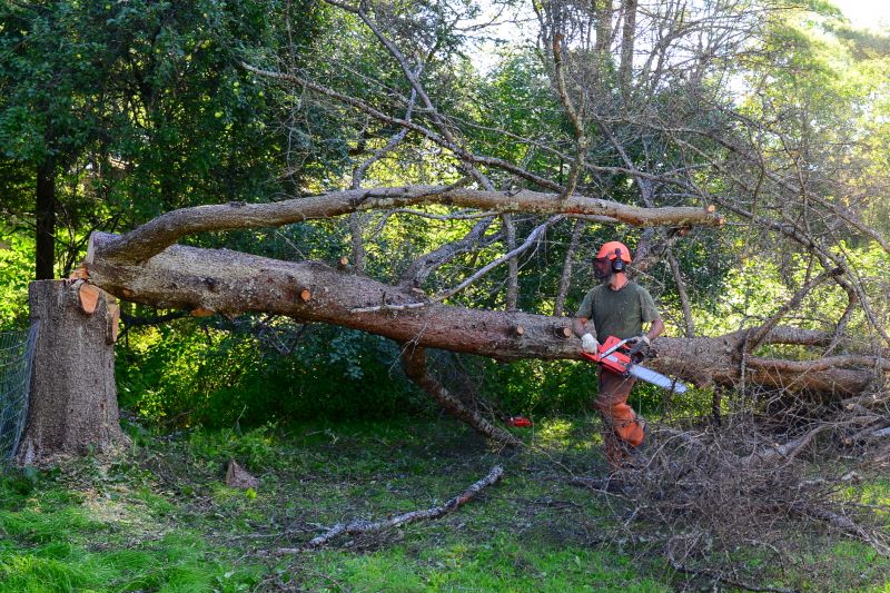 Finished Fallen Tree Removal