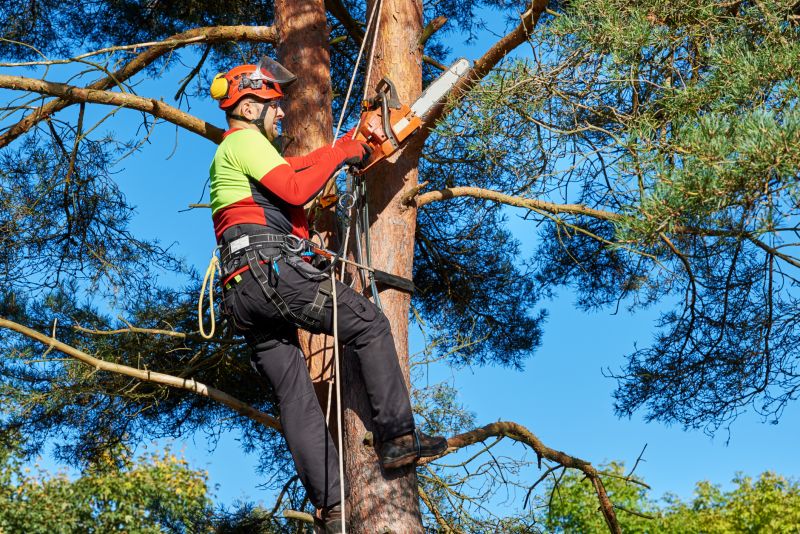 Tree Removal in Progress