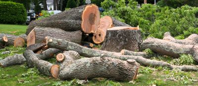 Landscape After Tree Removal
