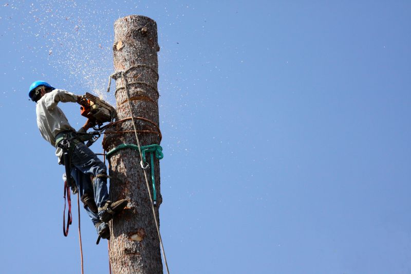 Healthy Tree Before Removal