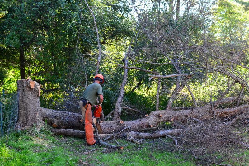 Spring Tree Cutting
