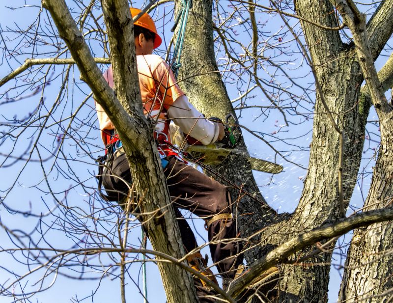 Summer Tree Work