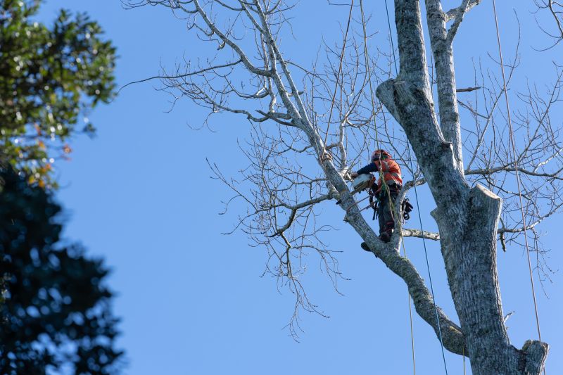 Team Performing Tree Pruning