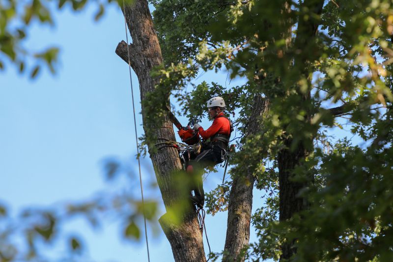 Who Does Tree Removals