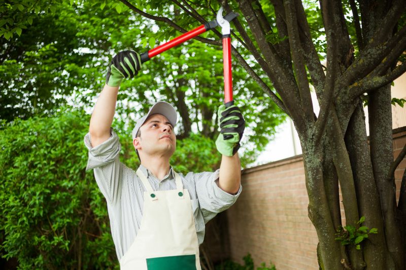 Who Does Tree Removals