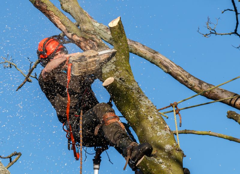 Who Does Tree Removals